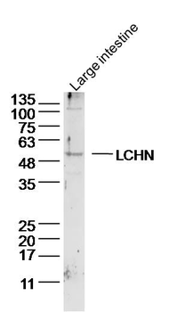 LCHN Rabbit Polyclonal Antibody