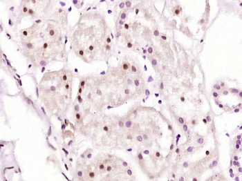 LINS Rabbit Polyclonal Antibody