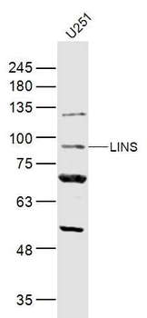 LINS Rabbit Polyclonal Antibody