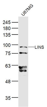 LINS Rabbit Polyclonal Antibody