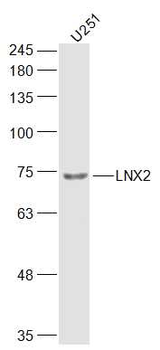 LNX2 Rabbit Polyclonal Antibody