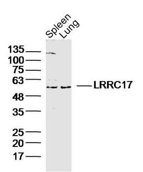 LRRC17 Rabbit Polyclonal Antibody