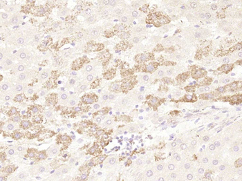 LSM12 Rabbit Polyclonal Antibody