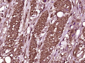 LY6G5C/C6orf20 Rabbit Polyclonal Antibody