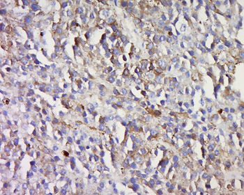 Melan A Rabbit Polyclonal Antibody