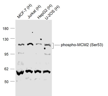 Phospho-MCM2 (Ser53) Rabbit Polyclonal Antibody