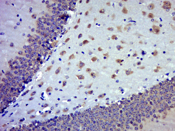 Myosin-10 Rabbit Polyclonal Antibody