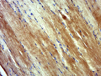 Myosin-13 Rabbit Polyclonal Antibody