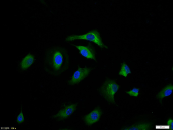 CD44v3 Rabbit Polyclonal Antibody