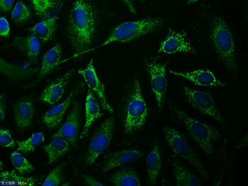 CD44v3 Rabbit Polyclonal Antibody