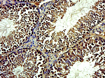 MOG1 Rabbit Polyclonal Antibody