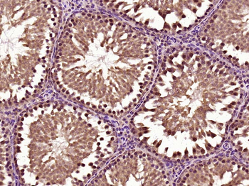 MOG1 Rabbit Polyclonal Antibody