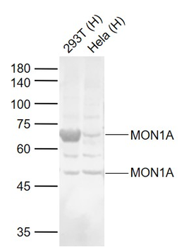 MON1A Rabbit Polyclonal Antibody