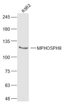 MPHOSPH9 Rabbit Polyclonal Antibody