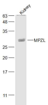 MPZL Rabbit Polyclonal Antibody