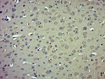 MRPL13 Rabbit Polyclonal Antibody