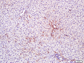 MRPL32 Rabbit Polyclonal Antibody