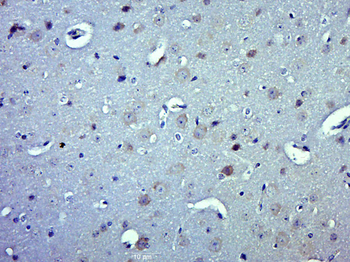 MRPL47 Rabbit Polyclonal Antibody