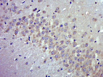 MRPL48 Rabbit Polyclonal Antibody
