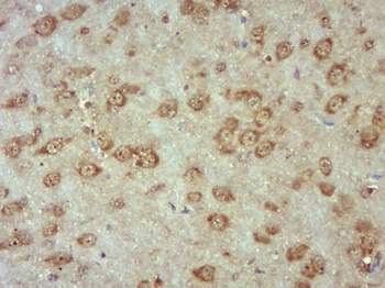 MRPS21 Rabbit Polyclonal Antibody