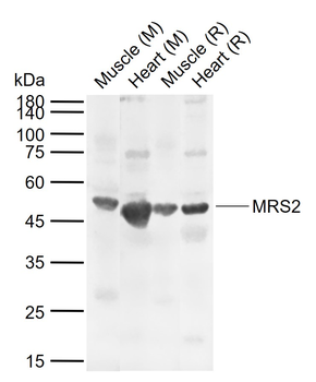 MRS2 Rabbit Polyclonal Antibody