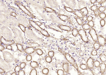 MSRB2 Rabbit Polyclonal Antibody