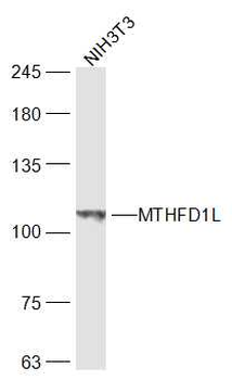MTHFD1L Rabbit Polyclonal Antibody