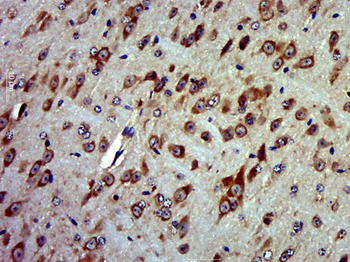 MTRF1L Rabbit Polyclonal Antibody