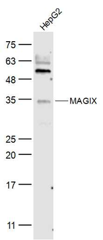 MAGIX Rabbit Polyclonal Antibody