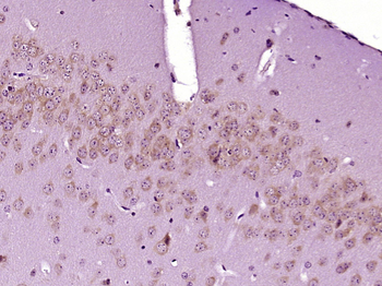 MANEL Rabbit Polyclonal Antibody