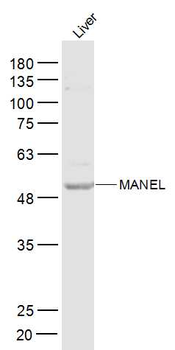 MANEL Rabbit Polyclonal Antibody