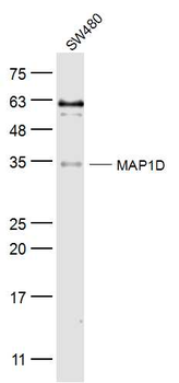MAP1D Rabbit Polyclonal Antibody
