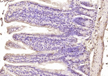 MATH5 Rabbit Polyclonal Antibody