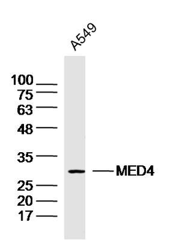 MED4 Rabbit Polyclonal Antibody