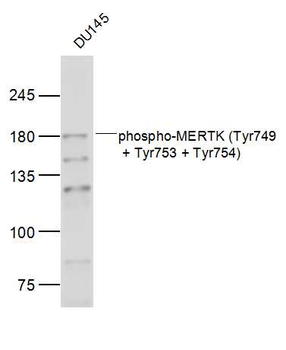 Phospho-MERTK (Tyr749 + Tyr753 + Tyr754) Rabbit Polyclonal Antibody