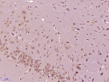 Methionine Sulfoxide Reductase A Rabbit Polyclonal Antibody