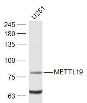 METTL19 Rabbit Polyclonal Antibody