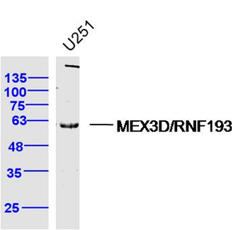 MEX3D/RNF193 Rabbit Polyclonal Antibody