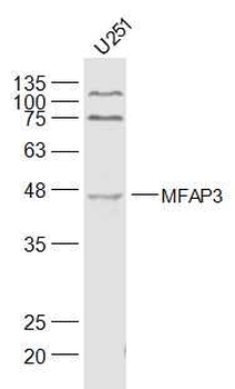 MFAP3 Rabbit Polyclonal Antibody