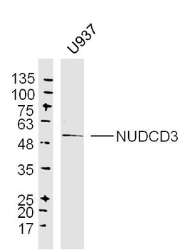 NUDCD3 Rabbit Polyclonal Antibody