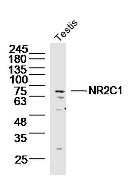 NR2C1 Rabbit Polyclonal Antibody