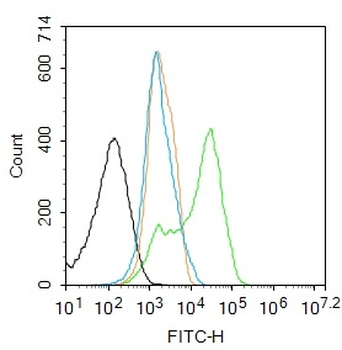 Phospho-NFKB p65 (Ser281) Rabbit Polyclonal Antibody