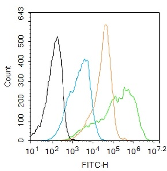 Phospho-NFKB p65 (Ser281) Rabbit Polyclonal Antibody