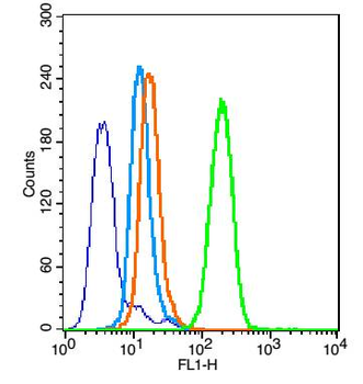 Phospho-NFKB p65 (Ser281) Rabbit Polyclonal Antibody