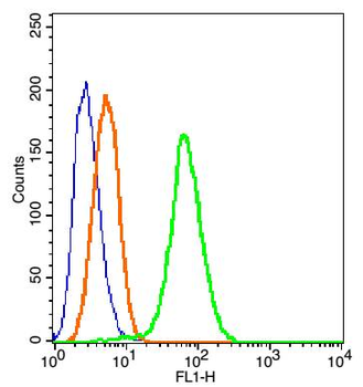 Occludin Rabbit Polyclonal Antibody