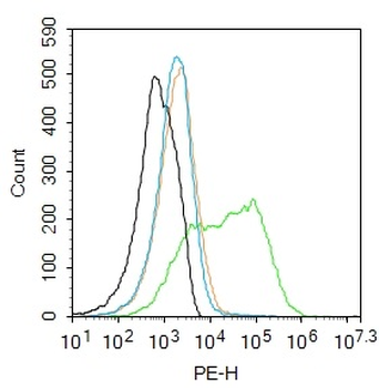 Occludin Rabbit Polyclonal Antibody