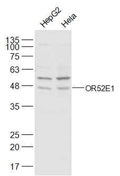 OR52E1 Rabbit Polyclonal Antibody