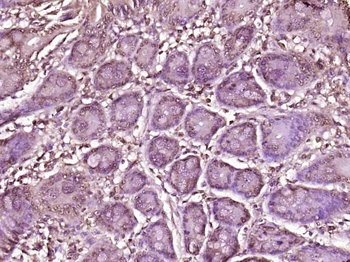 ORC6 Rabbit Polyclonal Antibody