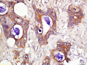 AKT1S1 Rabbit Polyclonal Antibody