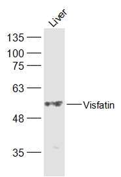 Visfatin Rabbit Polyclonal Antibody
